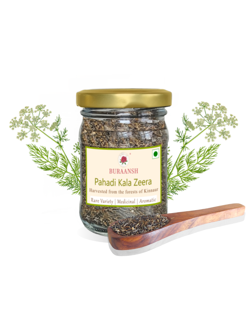 Mountain Black Cumin, Pahadi Kala Zeera