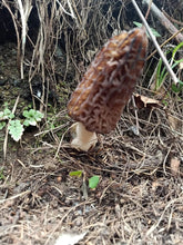 Wild Organic Morel Mushroom growing in a forest