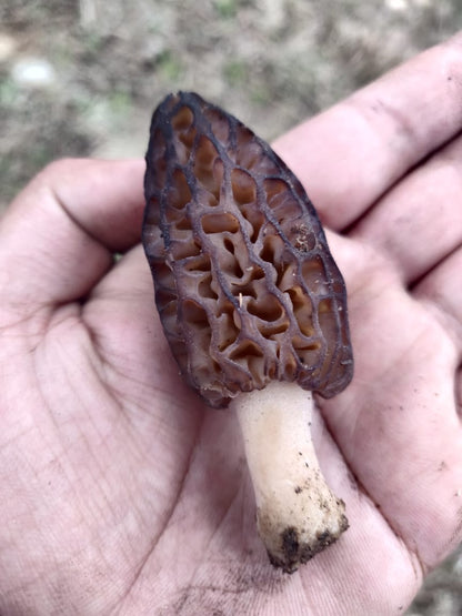 Wild Organic Morel Mushroom 