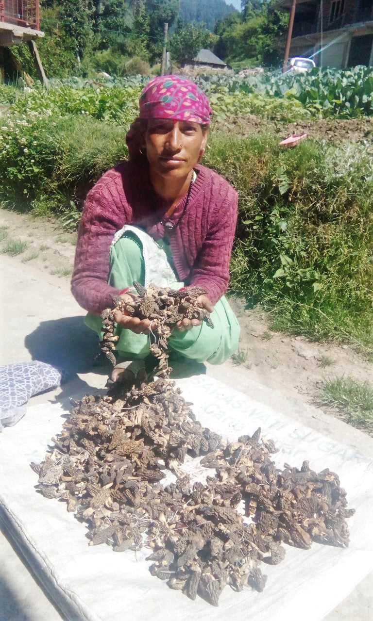 Rural woman drying Wild Organic Morel Mushroom 