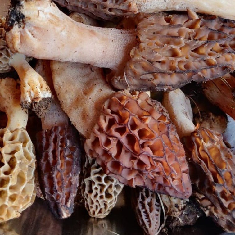 Wild Organic Morel Mushroom 